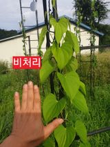 팜모닝 기타작물·영농일지 게시글 이미지