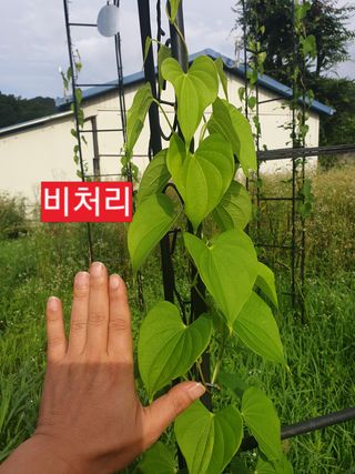 풍년약속천연미네랄님의 기타작물 · 영농일지 작성글 사진