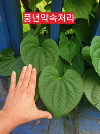 풍년약속천연미네랄님의 기타작물 · 영농일지 작성글 사진