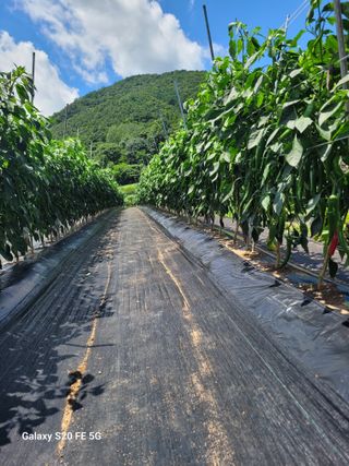 방형달님의 고추 · 영농일지 작성글 사진