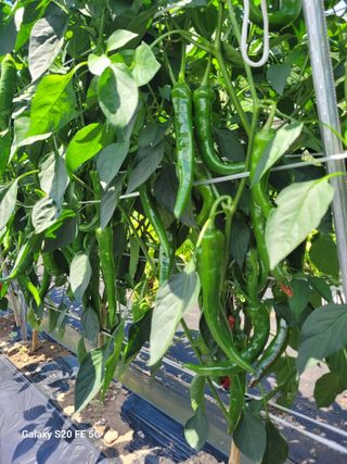 방형달님의 고추 · 영농일지 작성글 사진