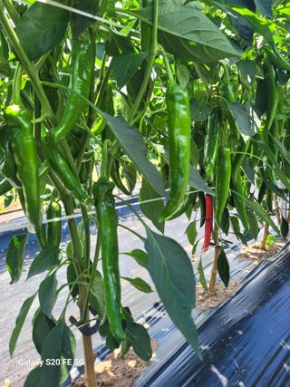 방형달님의 고추 · 영농일지 작성글 사진