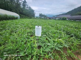 한상춘님의 기타작물 · 영농일지 작성글 사진