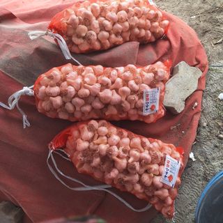 오남현님의 🧄마늘 농협 수매가 알아보기 · 참여글 작성글 사진