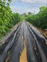 팜모닝 자유주제·자유게시판 게시글 이미지