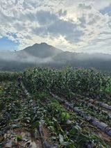 팜모닝 옥수수·영농일지 게시글 이미지