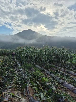 김기자(흰구름농원)님의 옥수수 · 영농일지 작성글 사진
