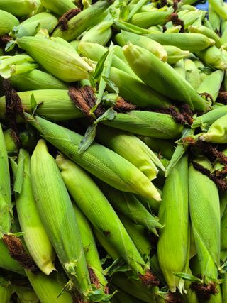 김기자(흰구름농원)님의 옥수수 · 영농일지 작성글 사진