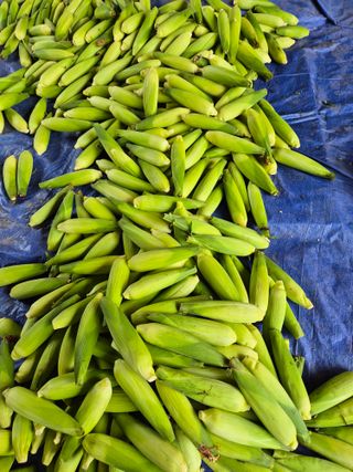 김기자(흰구름농원)님의 옥수수 · 영농일지 작성글 사진