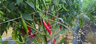 미우리님의 고추 · 영농일지 작성글 사진