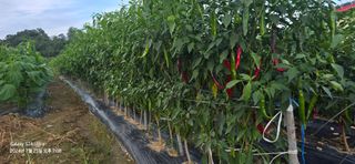 미우리님의 고추 · 영농일지 작성글 사진