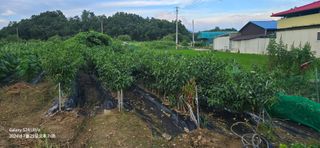 미우리님의 고추 · 영농일지 작성글 사진