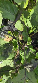 팜모닝 호박·병해충상담 게시글 이미지