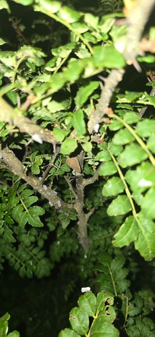 아침이슬청과님의 호박 · 병해충상담 작성글 사진