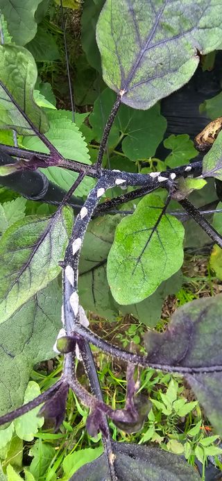 아침이슬청과님의 호박 · 병해충상담 작성글 사진