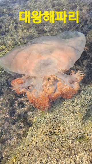 장철식님의 자유주제 · 자유게시판 작성글 사진