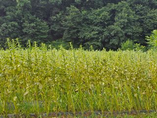 CCY910님의 🌧️7월 내 작물 자랑하기 · 참여글 작성글 사진