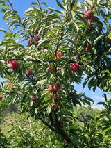 팜모닝 자두·영농일지 게시글 이미지