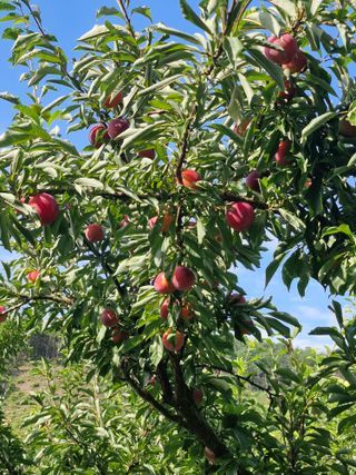 박정희님의 작성글 사진