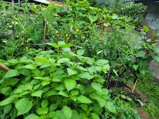 초보5년농사꾼님의 🌧️7월 내 작물 자랑하기 · 참여글 작성글 사진