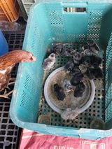 팜모닝 자유주제·자유게시판 게시글 이미지