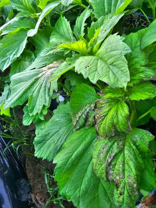 김진영님의 참깨 · 자유게시판 작성글 사진