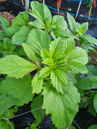 김진영님의 참깨 · 자유게시판 작성글 사진