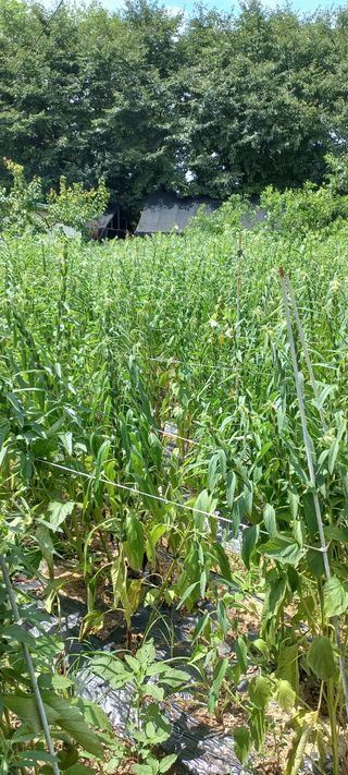 한학수님의 참깨 · 영농일지 작성글 사진