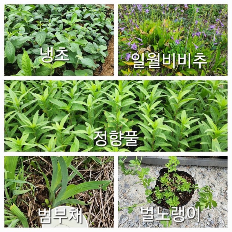 장터 상품 [토종자생식물 5종] 썸네일