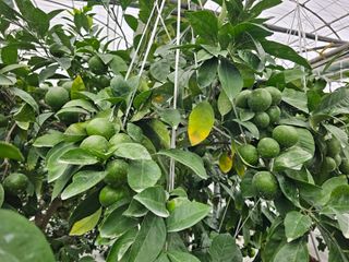 복희네농장(달콤향)님의 귤 · 영농일지 작성글 사진