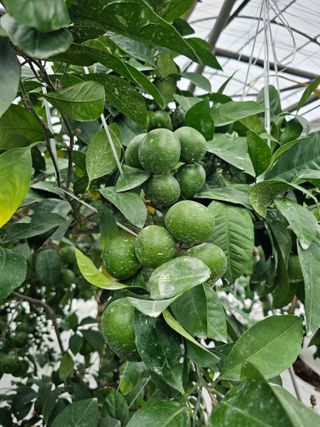 복희네농장(달콤향)님의 귤 · 영농일지 작성글 사진