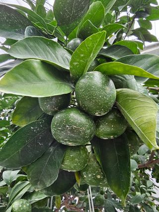 복희네농장(달콤향)님의 귤 · 영농일지 작성글 사진