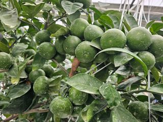 복희네농장(달콤향)님의 귤 · 영농일지 작성글 사진