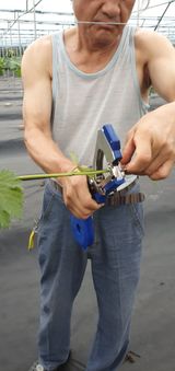 팜모닝 포도·영농일지 게시글 이미지