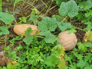 이경숙님의 매실 · 자유게시판 작성글 사진