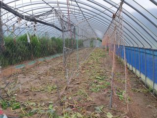 내몸애좋아님의 호박 · 영농일지 작성글 사진