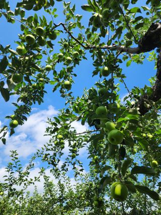 포항태추감님의 감 · 자유게시판 작성글 사진