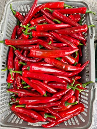 사과는애플님의 🌧️7월 내 작물 자랑하기 · 참여글 작성글 사진