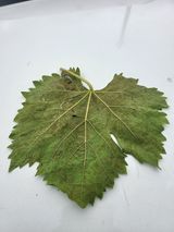 팜모닝 포도·병해충상담 게시글 이미지