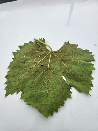 축령산포도님의 포도 · 병해충상담 작성글 사진