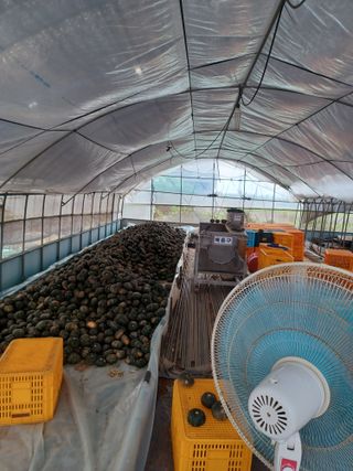 농사꾼님의 호박 · 영농일지 작성글 사진