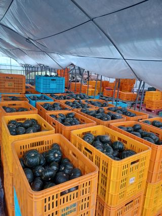 농사꾼님의 호박 · 영농일지 작성글 사진