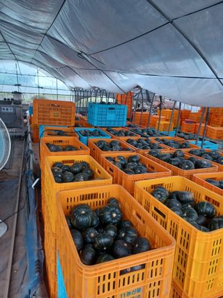 농사꾼님의 호박 · 영농일지 작성글 사진