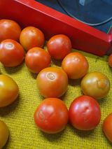 팜모닝 토마토·병해충상담 게시글 이미지