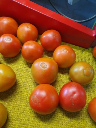 유기농부단님의 토마토 · 병해충상담 작성글 사진