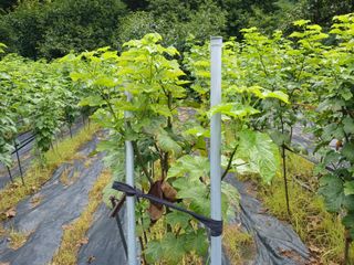 호수가님의 딸기 · 병해충상담 작성글 사진