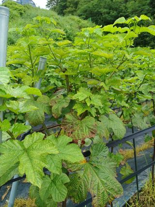 호수가님의 딸기 · 병해충상담 작성글 사진