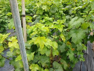 호수가님의 딸기 · 병해충상담 작성글 사진