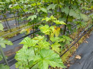 호수가님의 딸기 · 병해충상담 작성글 사진