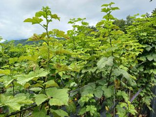 호수가님의 딸기 · 병해충상담 작성글 사진